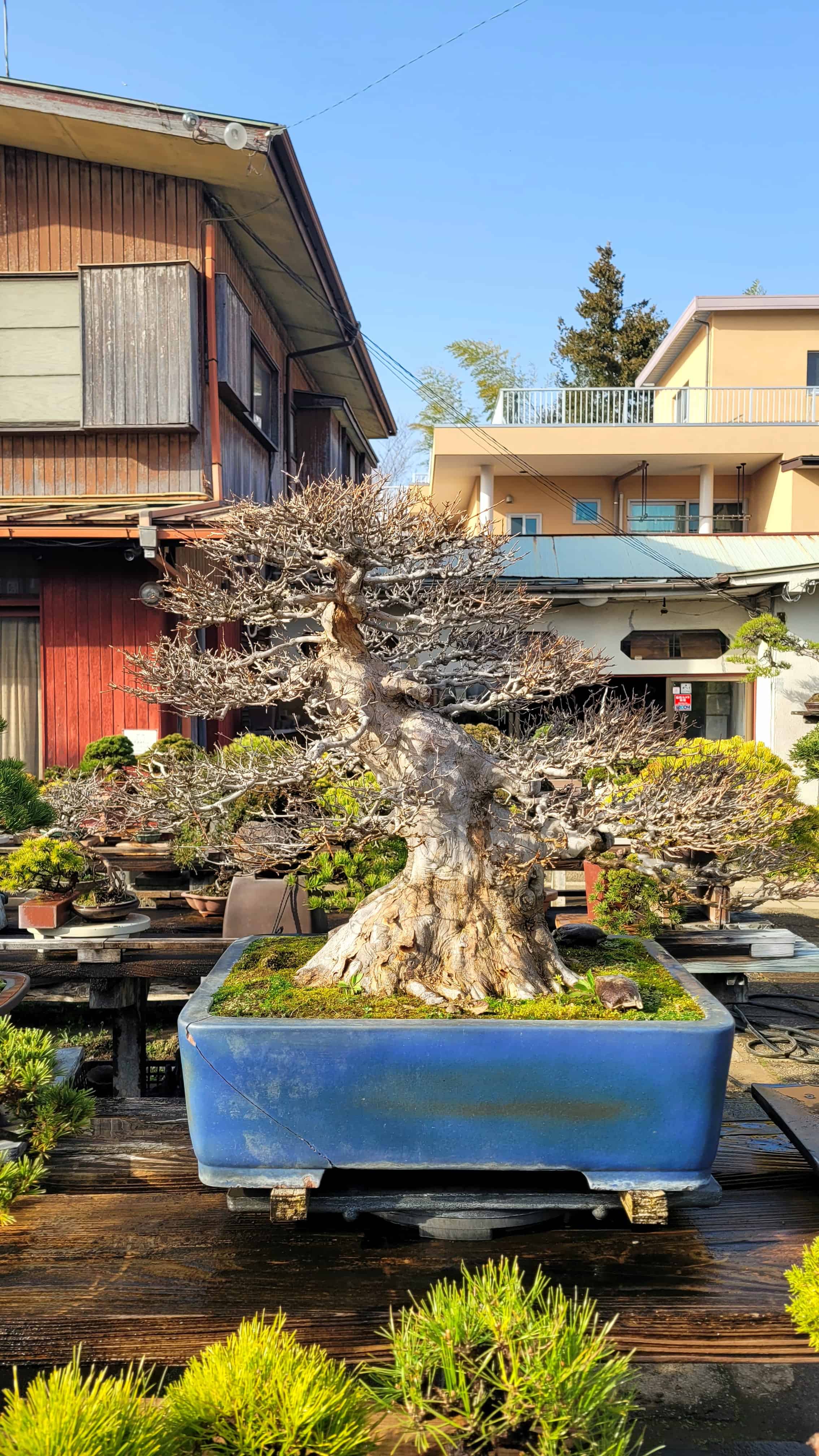 A maple bonsai tree from omiya in Japan